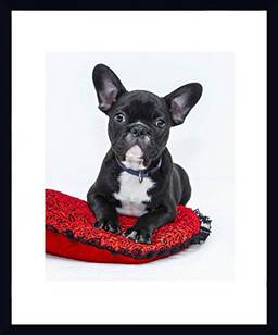 Quadro PET Bulldog Francês Decore Pronto Multicor 53x63cm