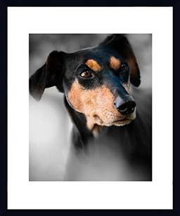 Quadro PET Cachorro da Raça Pinscher 53X63cm, Decore Pronto, Multicor