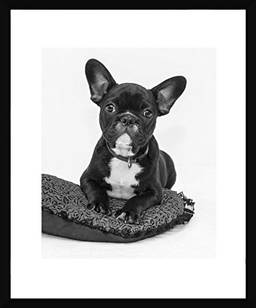 Quadro PET Bulldog Francês Decore Pronto Preto/ Branco 53x63cm
