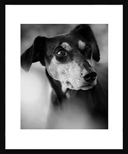 Quadro Pet Cachorro Da Raça Pinscher Decore Pronto Preto/branco 53x63cm