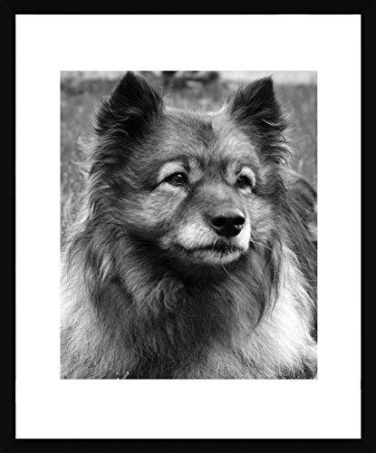Quadro PET Cachorro da Raça Keeshond Decore Pronto Preto/ Branco 53x63cm
