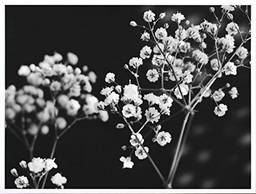 Quadro Decorativo Floral Arte Flowers II Decore Pronto Preto/ Branco 84x64 cm