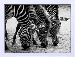 Quadro em Zebras Tomando Água Decore Pronto Preto/ Branco 44x34cm