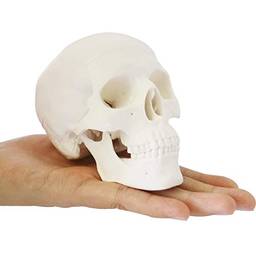 AUTENS Modelo de mini crânio humano, caveira de mesa tamanho da palma 3,9 x 2,7 x 3,1 polegadas com tampa removível e mandíbula móvel, osso de cabeça anatômica médica para anatomia, referência de desenho, decoração de Halloween