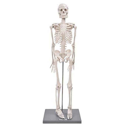 Modelo de esqueleto, modelo de esqueleto humano de 85 cm com suporte para experimentos biológicos para uso em ensino anatômico
