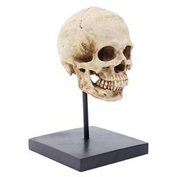 Modelo de Anatomia Do Crânio Resina Réplica em Tamanho Real Rastreamento Ensino Anatômicos do Dia Das Bruxas Decoração Estátua