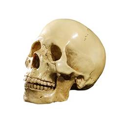 LOVIVER 1: 1 Crânio Humano Resina Modelo Esqueleto Decoração Tanque Decoração Craft # 1