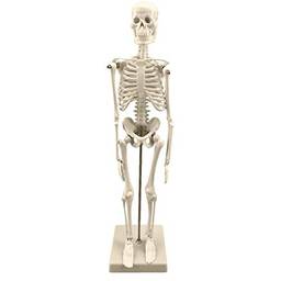 Bitcircuit Modelo De Esqueleto Humano, Modelo De Esqueleto Anatomia Coluna Humana Esqueleto Branco Auxílio De Treinamento Médico Educacional Para Aulas Laboratórios, 45 Cm
