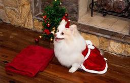 Vestido de Natal Modernpet para Cachorro Vermelha - Tam. PP