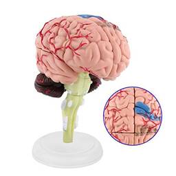 Modelo anatômico do cérebro, modelo médico leve e fácil de transportar, modelo cerebral desmontado altamente simulado, laboratório escolar de pós-graduação para casa escolar