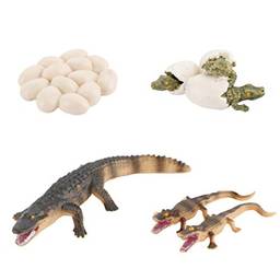 NUOBESTY 1 Conjunto de Figuras de Ciclo de Vida de Crocodilo Biologia Modelo de Ciência Brinquedos Figuras Educacionais Evolução Brinquedo Modelo de Estágio de Crescimento para Crianças