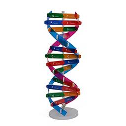 Heave Kits de DNA de genes humanos, ferramentas de ensino de popularização de ciências de hélice dupla para sala de aula A