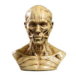 TOYANDONA Anatomia da cabeça meio modelo humano, artesanato de resina caveira escultura cabeça músculos ossos para desenho de artista médico, escritório, bar, mesa de estatueta (bege)