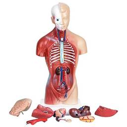 BESPORTBLE Modelo de Anatomia Do Corpo Humano Torso Modelos Modelos de Esqueleto para Alunos Do Ensino Médico para Sala de Aula 28Cm