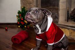 Roupa de Natal para Cachorro com capuz Vermelha - Tam. M