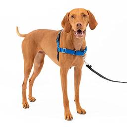 PetSafe Peitoral para cães Easy Walk, sem puxar, azul royal/azul marinho, médio (066938)