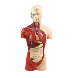Scicalife Modelo de Anatomia Do Corpo Humano Torso Anatômico Modelo Órgão 28 CENTÍMETROS Display Acessório Para A Ciência Estudo Em Sala de Aula de Ensino de Biologia Ensino Médico Modelo