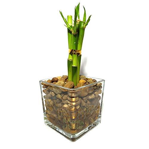Vaso de Vidro com Seis Mudas de Bambu da Sorte (Médio)