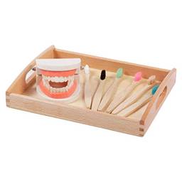 NUOBESTY Modelo de Escovagem de Dentes Modelo de Cuidado de Dentes Dentários Escovação de Fio Dental Prática Modo de Dentes Montessori Brinquedos de Aprendizagem Em Casa Pré-Escolar