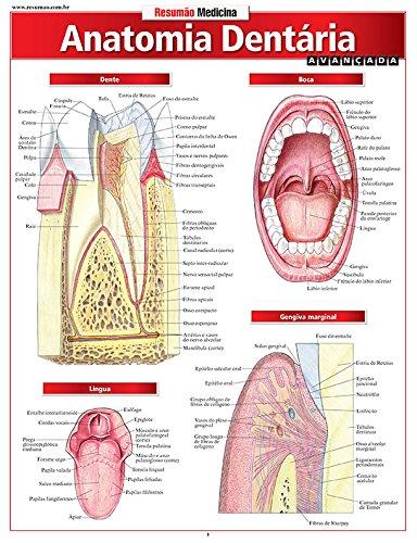 Anatomia Dentaria Avançada