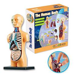 Queenser Órgãos modelo do corpo humano Conjunto de ferramentas de aprendizagem de montagem simples Expositor de modelo de anatomia STEM Suprimentos educacionais de ensino