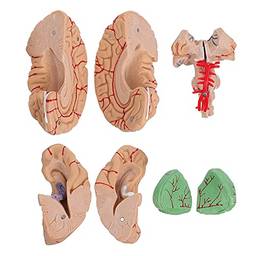 Scicalife Display Modelo de Cérebro Com Artérias Humanas para a Ciência Estudo Em Sala de Aula de Ensino Aprendizagem Estudantes de Medicina (Rosa)