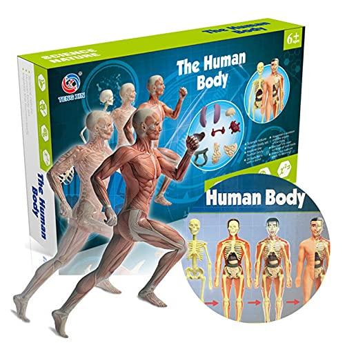 Queenser Órgãos e ossos modelo do corpo humano Conjunto de ferramentas de aprendizagem de montagem simples Expositor de modelo de anatomia STEM Suprimentos educacionais de ensino