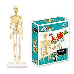 Queenser Modelo de corpo humano esqueleto conjunto simples kit de ferramentas de aprendizagem Expositor de modelo de anatomia STEM Suprimentos educacionais de ensino