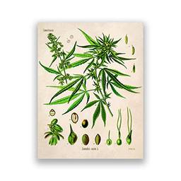 Pinturas para sala de estar ilustração cannabis pôster vintage estampa botânica planta maconha pintura em tela imagens de arte de parede sala de estar decoração de casa 50 x 70 cm sem moldura
