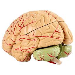Tnfeeon Modelos anatômicos de cérebros, modelo de tamanho real do cérebro, 8 peças, suprimento arterial diferentes cores vivas para ensino