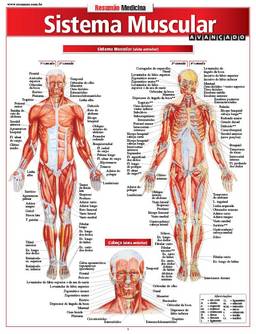 Sistema Muscular Avançado